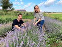 Ein Mann und eine Frau stehen in einem Lavendelfeld und arbeiten an den Pflanzen.