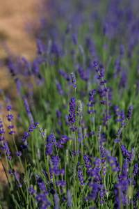 20170619-Lavendel-00001